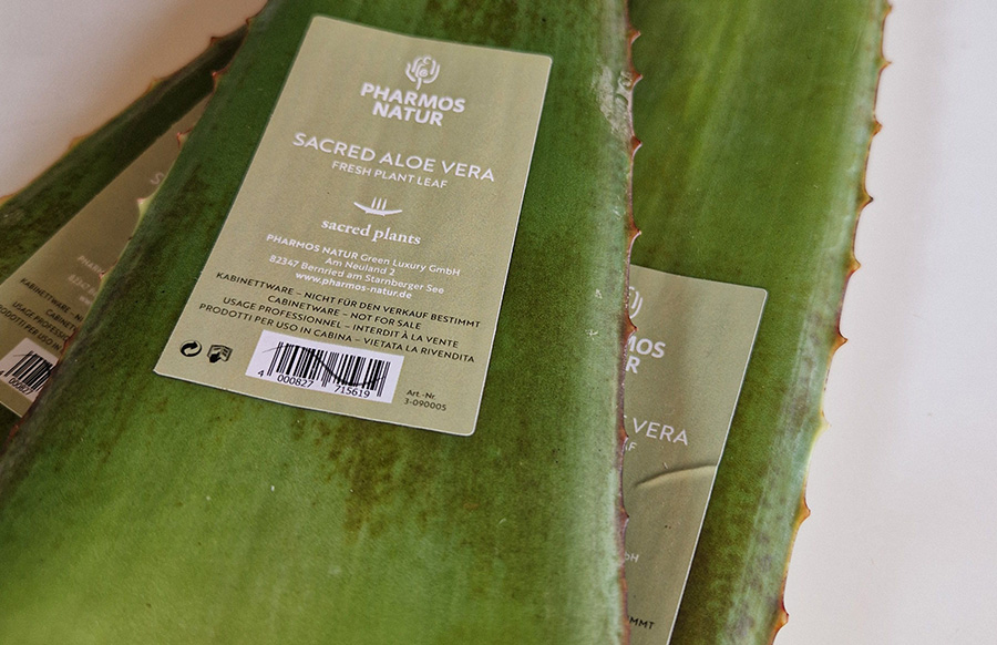 Frische Aloe-Vera-Blätter für die Frischpflanzenblatt-Behandlung